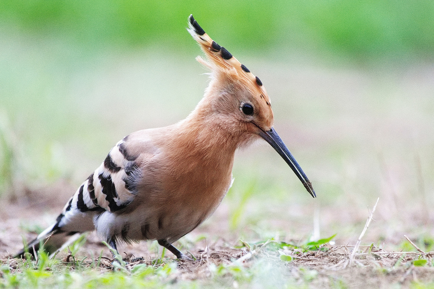 A nova ferramenta web cos nomes galegos das aves 