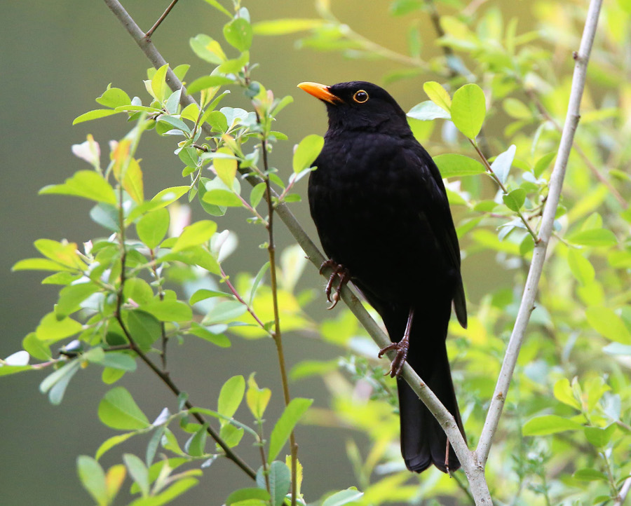 A nova ferramenta web cos nomes galegos das aves 