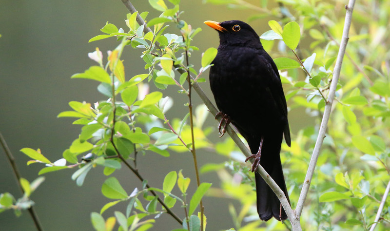 A nova ferramenta web cos nomes galegos das aves 