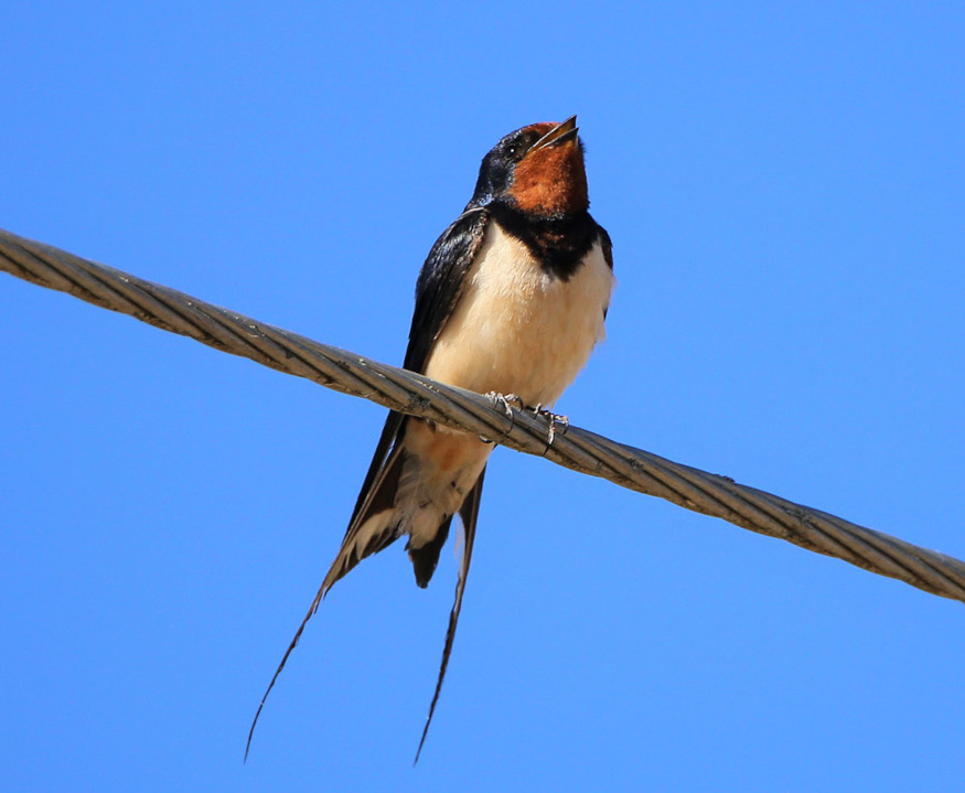 A nova ferramenta web cos nomes galegos das aves 