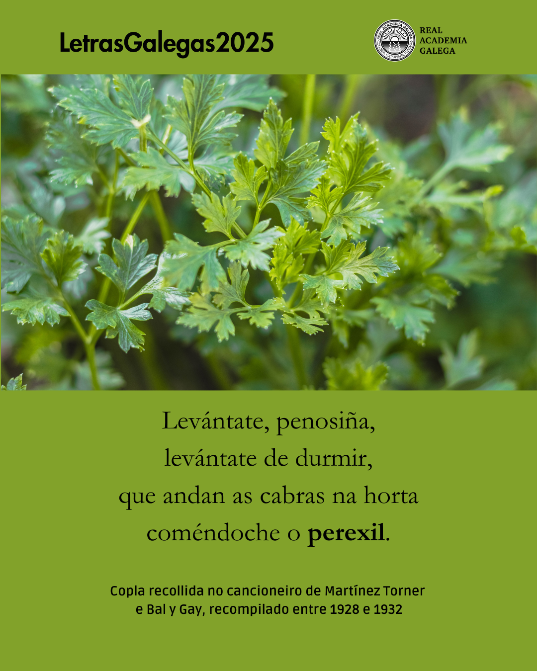 Responsive Image
